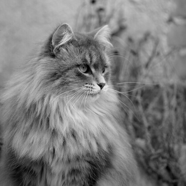 Photo close-up of cat on field