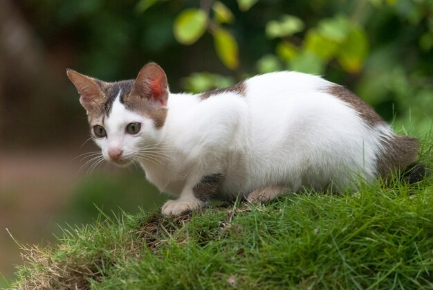 Photo close-up of cat on field