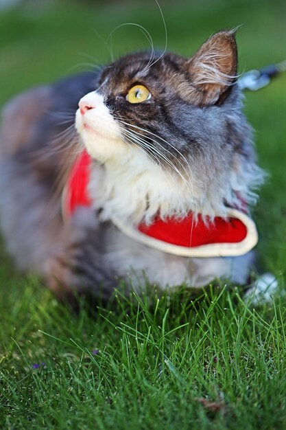 Photo close-up of a cat on field