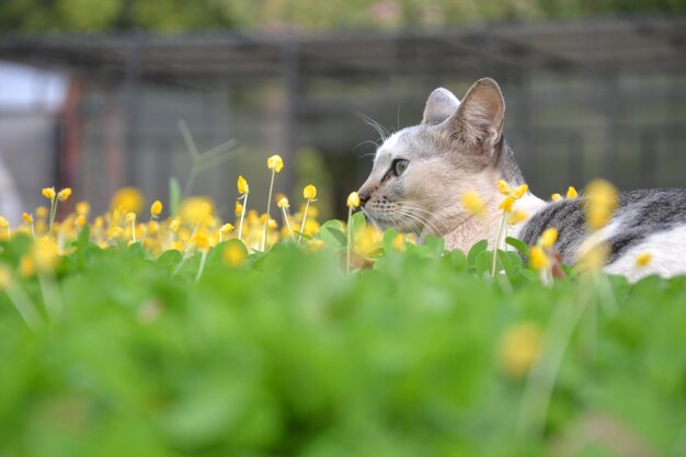 Foto close-up di un gatto sul campo di fiori