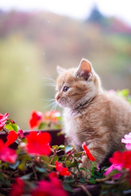 Foto close-up di un gatto su un fiore