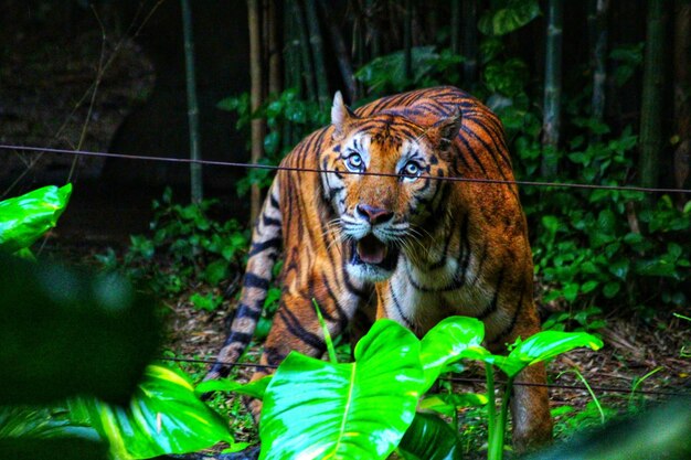 Foto close-up di un gatto in una foresta