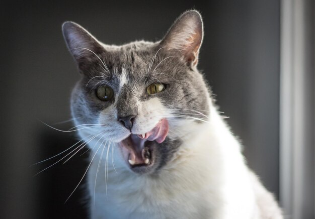 Photo close-up of a cat gloating