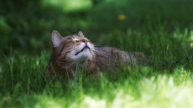 Close-up of cat on grass