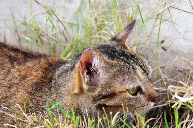 Photo close-up of a cat on grass