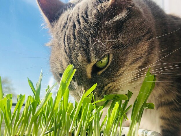 Close-up of cat on grass