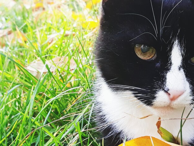 Close-up of cat on grass