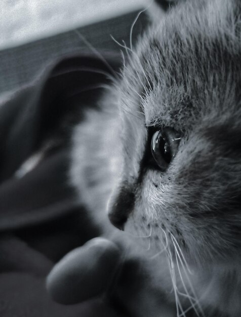 Close-up of cat hand