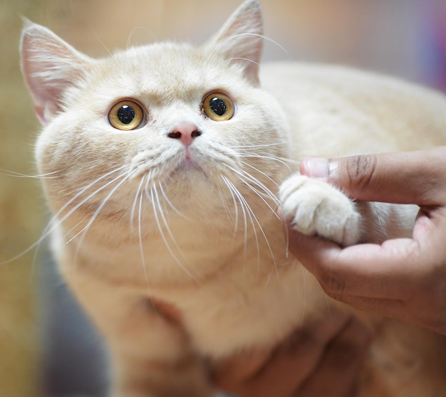 飼い主が飼っている猫のクローズアップ
