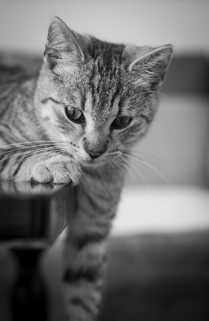 Foto prossimo piano del gatto a casa