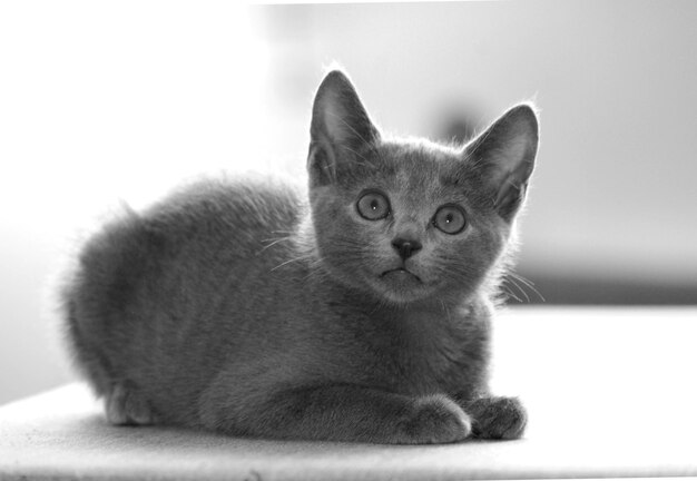 Photo close-up of cat at home