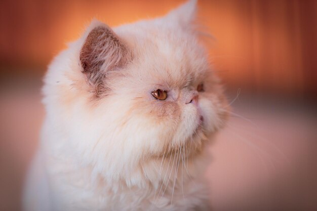 Close-up of a cat at home