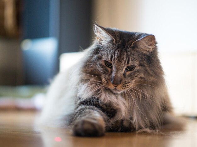 Close-up of a cat at home