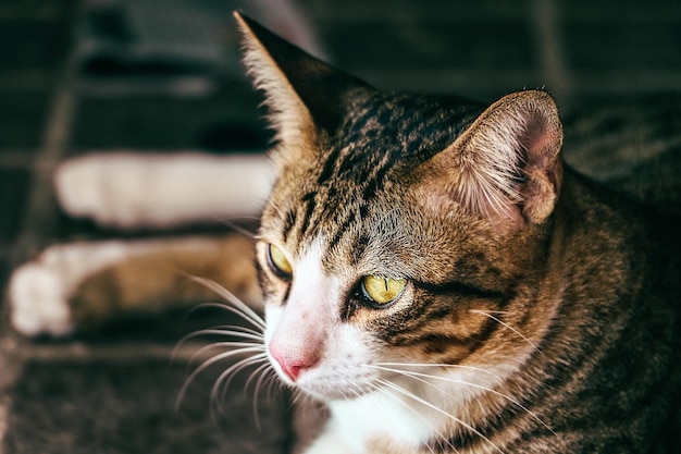 Close-up of cat at home
