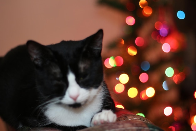 Photo close-up of cat on illuminated christmas lights