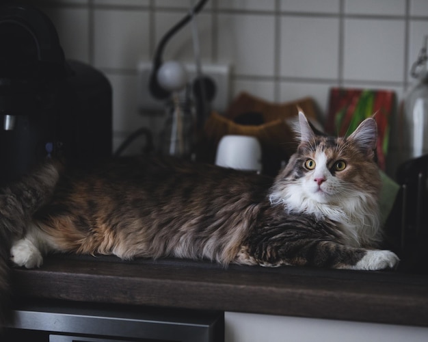 Близкий план кошки в помещении