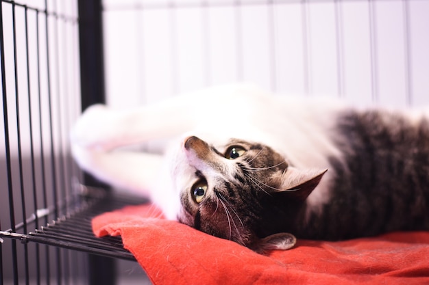 Close up of cat is lying in the cage