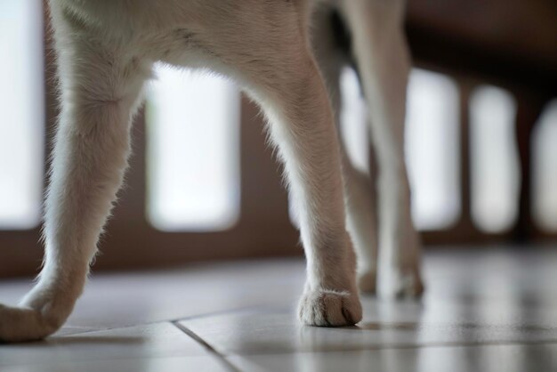 Photo close-up of a cat leg