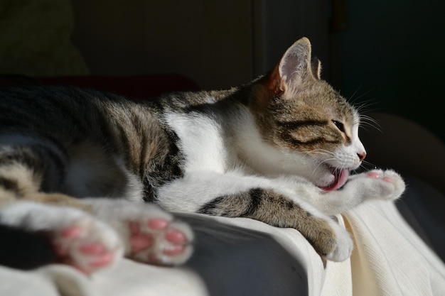 Close-up of cat licking paw