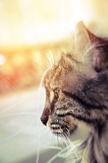 Close-up of cat looking away during sunset