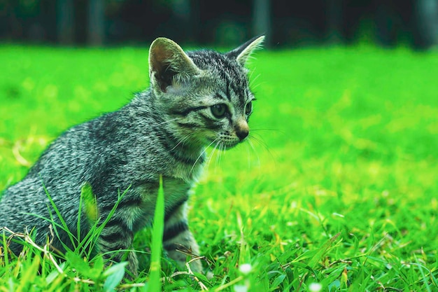 Close-up of a cat looking away on grass