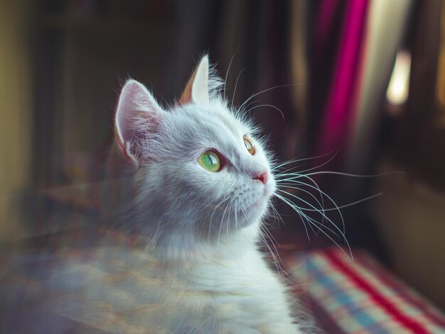 Photo close-up of cat looking away at home