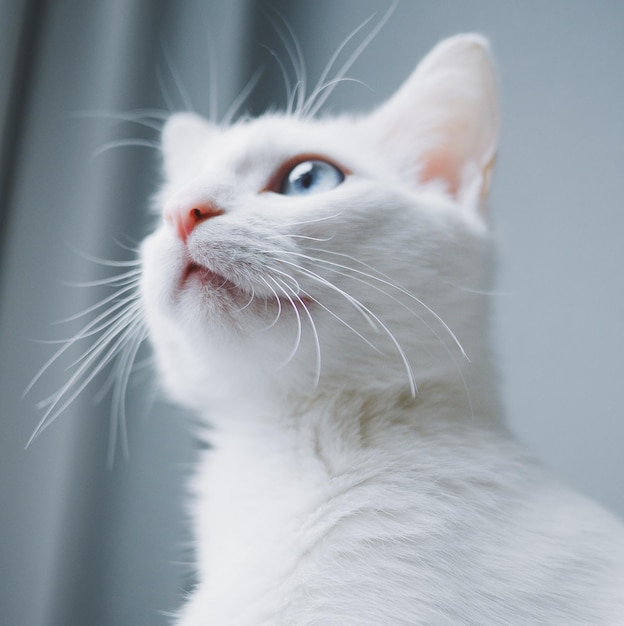 Foto close-up di un gatto che guarda lontano a casa