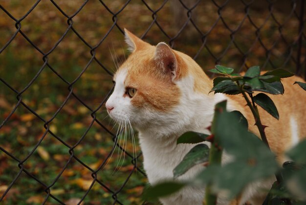 Close-up of cat looking away seen through chainlink fence