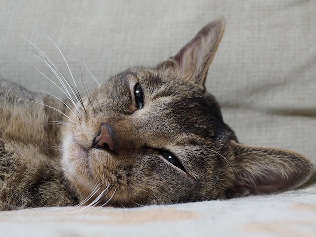 ソファに横たわっている猫のクローズアップ