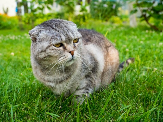 Close-up of cat looking away while sitting on grassy field