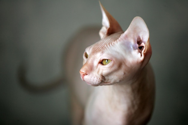 家に立っている猫のクローズアップ
