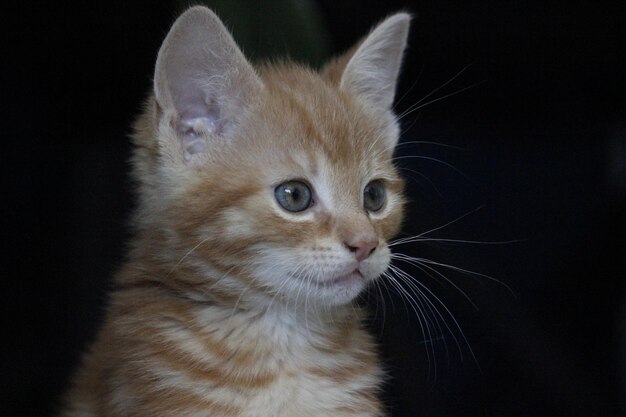 Close-up of cat looking away