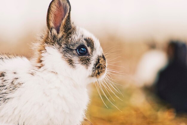 Foto close-up di un gatto che guarda da un'altra parte