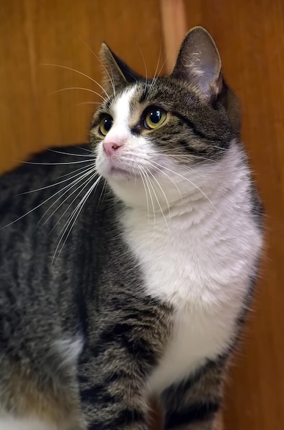 Close-up of cat looking away