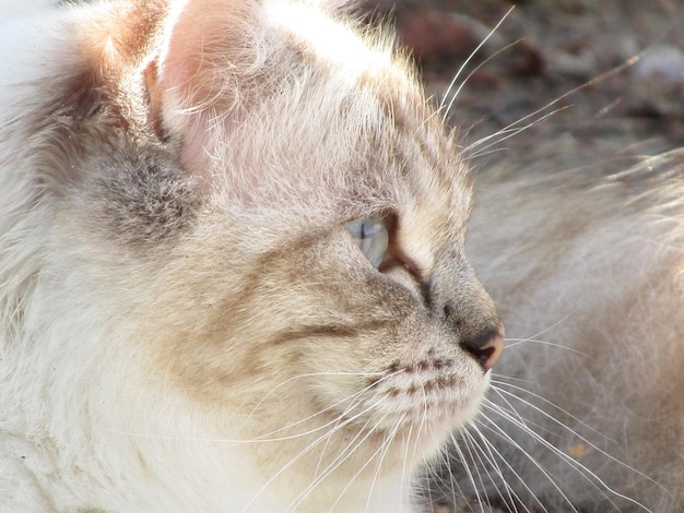 Photo close-up of cat looking away