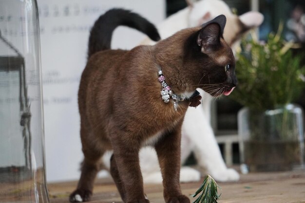 Foto close-up di un gatto che guarda altrove