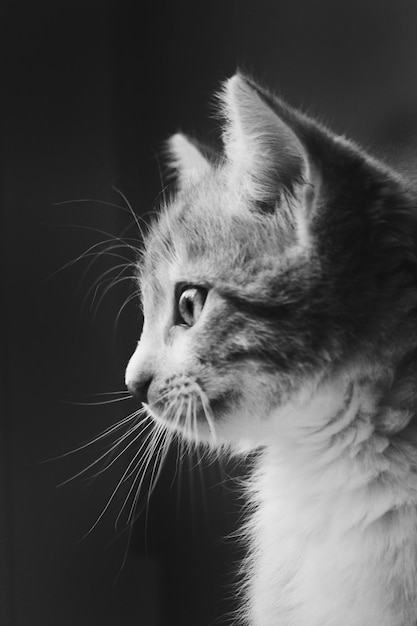 Клоуз-ап кошки, отворачивающейся