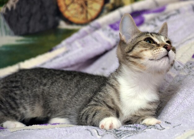 Close-up of a cat looking away