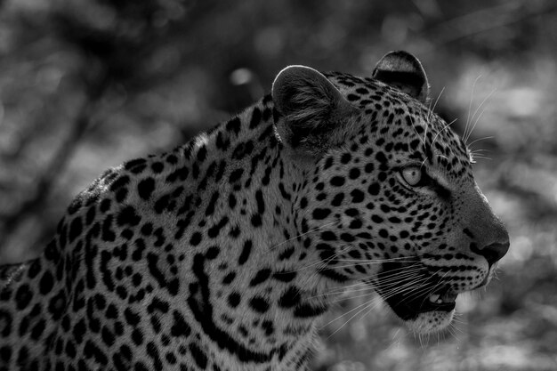 Photo close-up of a cat looking away