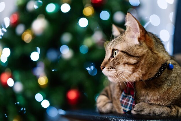 Foto close-up del gatto che guarda da un'altra parte