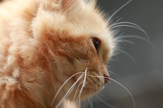 Photo close-up of a cat looking away