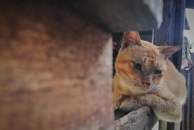 Photo close-up of a cat looking away