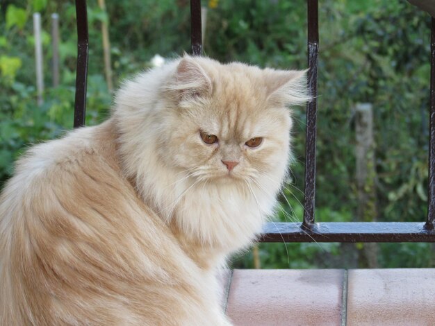 Photo close-up of a cat looking away