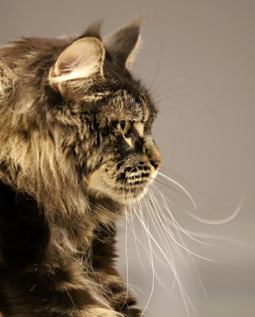 Photo close-up of a cat looking away