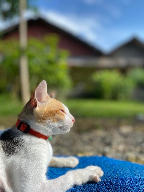 Close-up of a cat looking away