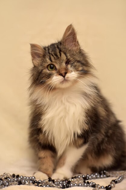 Close-up of a cat looking away