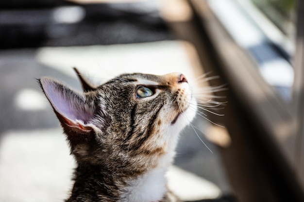 Photo close-up of a cat looking away