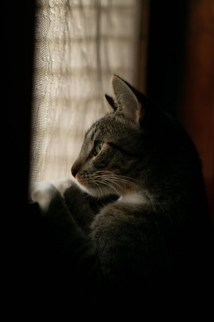 Photo close-up of a cat looking away