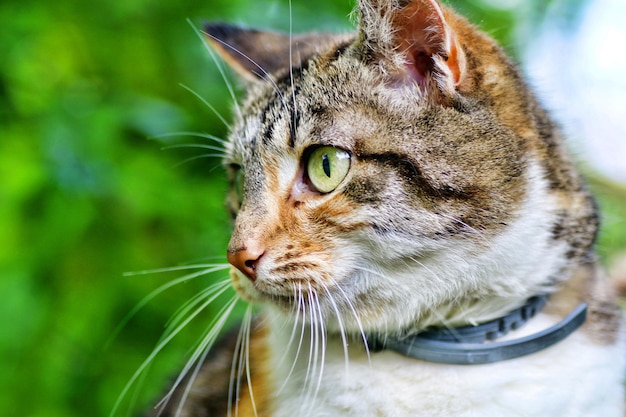 Photo close-up of a cat looking away