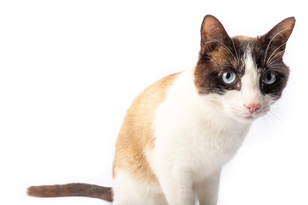 Photo close-up of a cat looking away